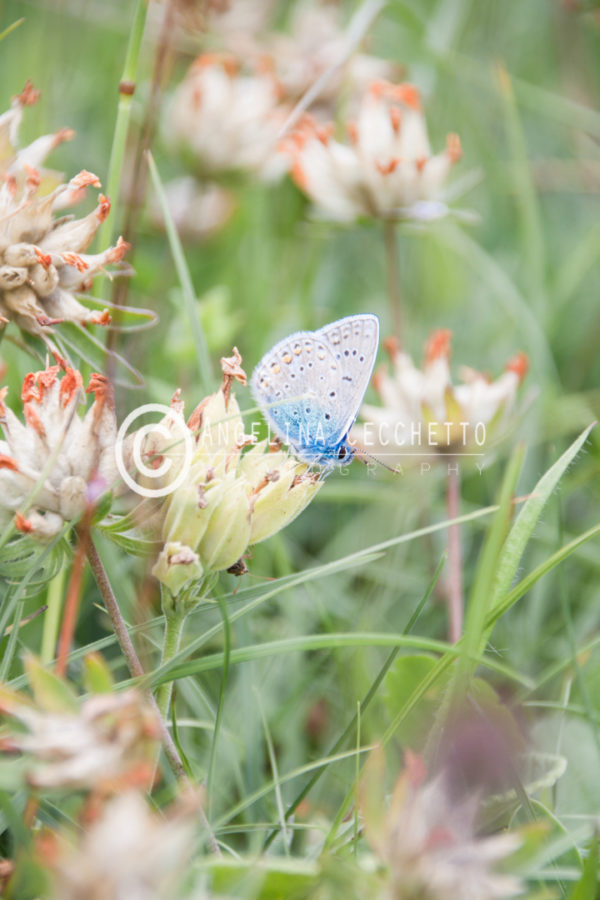 Blue Butterfly in Green Field - Switzerland