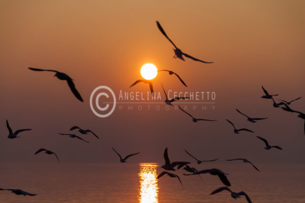 Seagulls Flying into Golden Sunset over Lake Leman - Switzerland